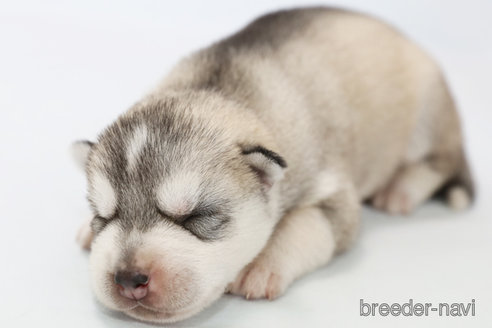 成約済の神奈川県のシベリアンハスキー-327523の1枚目